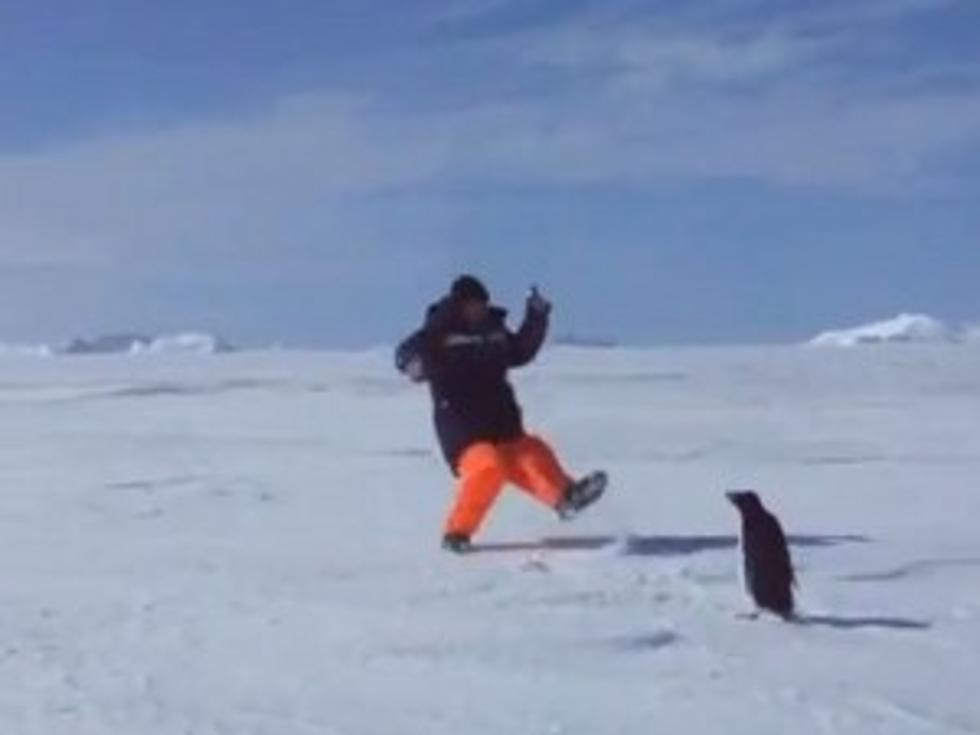 Cutest Attack Penguin Ever? [VIDEO]