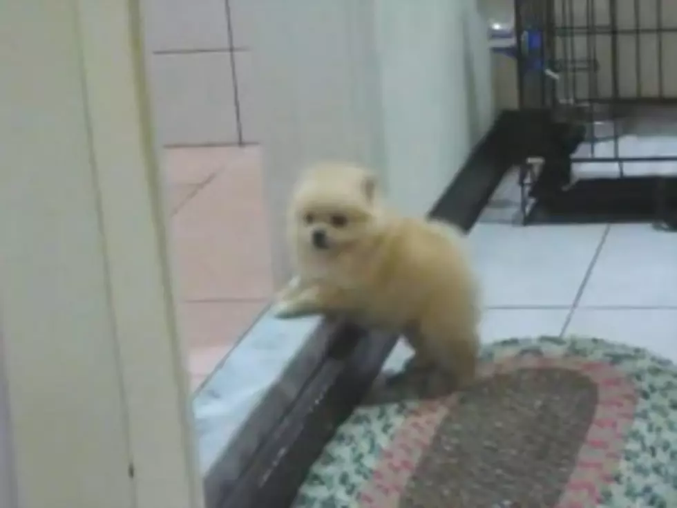 Aww! Tiny Puppy Struggles to Climb Tiny Step [VIDEO]