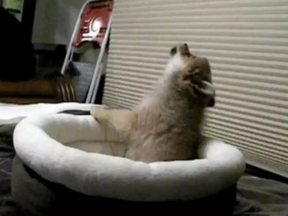 Aww! Puppy Howls Like Wolf While Watching YouTube Video of Wolves [VIDEO]