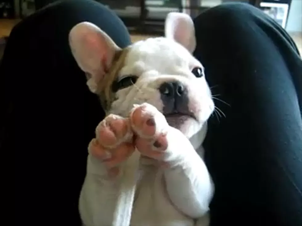 Puppy Chewing Shoestring Video Contains Lethal Levels of Cute