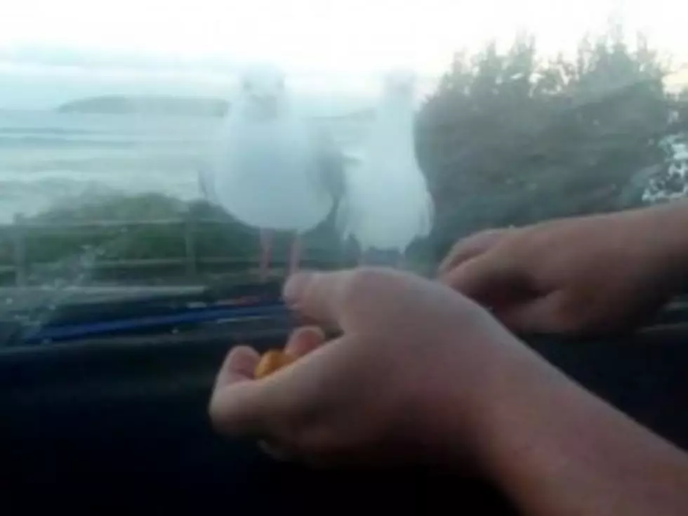 Revenge Is Finally Served To Thieving Seagulls! [VIDEO]