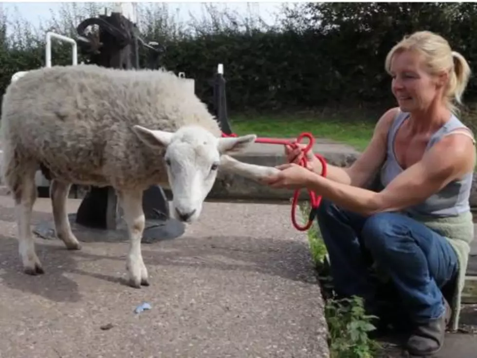 Strange (But Cute) Sheep Thinks He&#8217;s a Dog [VIDEO]