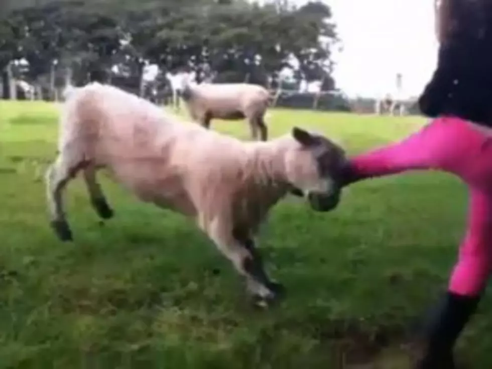 Angry Sheep Attacks Rude Little Girl [VIDEO]