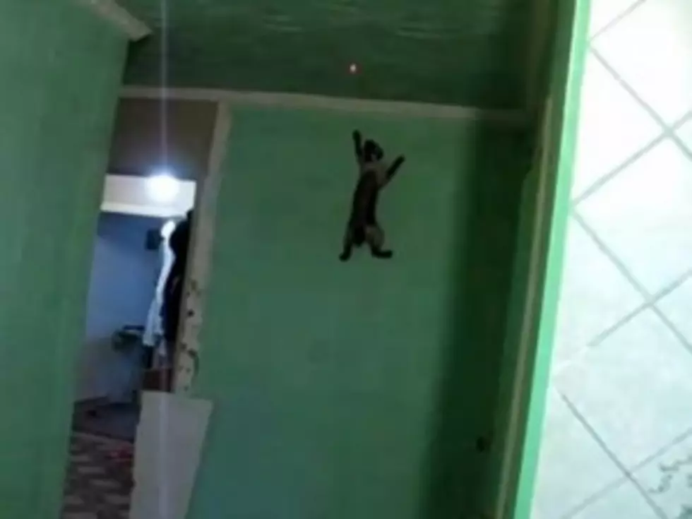 Amazing Spider Cat Climbs Entire Wall [VIDEO]