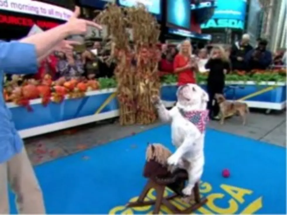 Talented Pups Square Off in Dog Trick Competition on &#8216;GMA&#8217; [VIDEO]