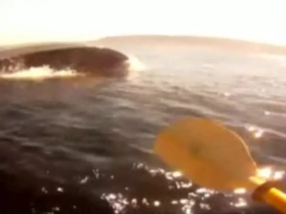 Kayaker Comes Dangerously Close to Blue Whales [VIDEO]