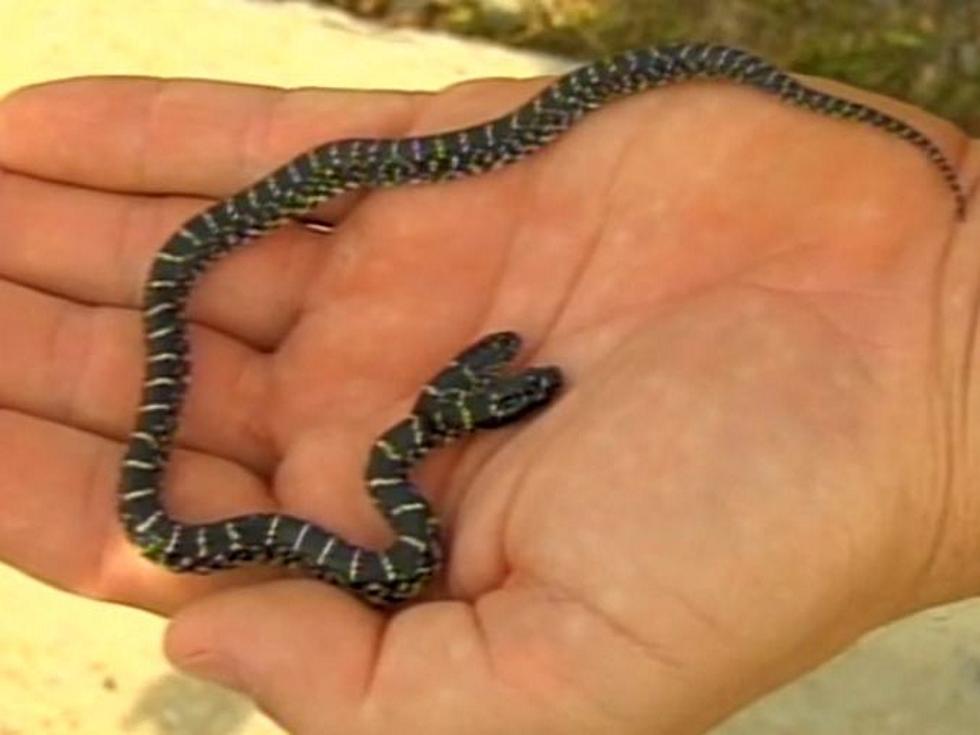 Double Your Terror – Two-Headed Snake [VIDEO]