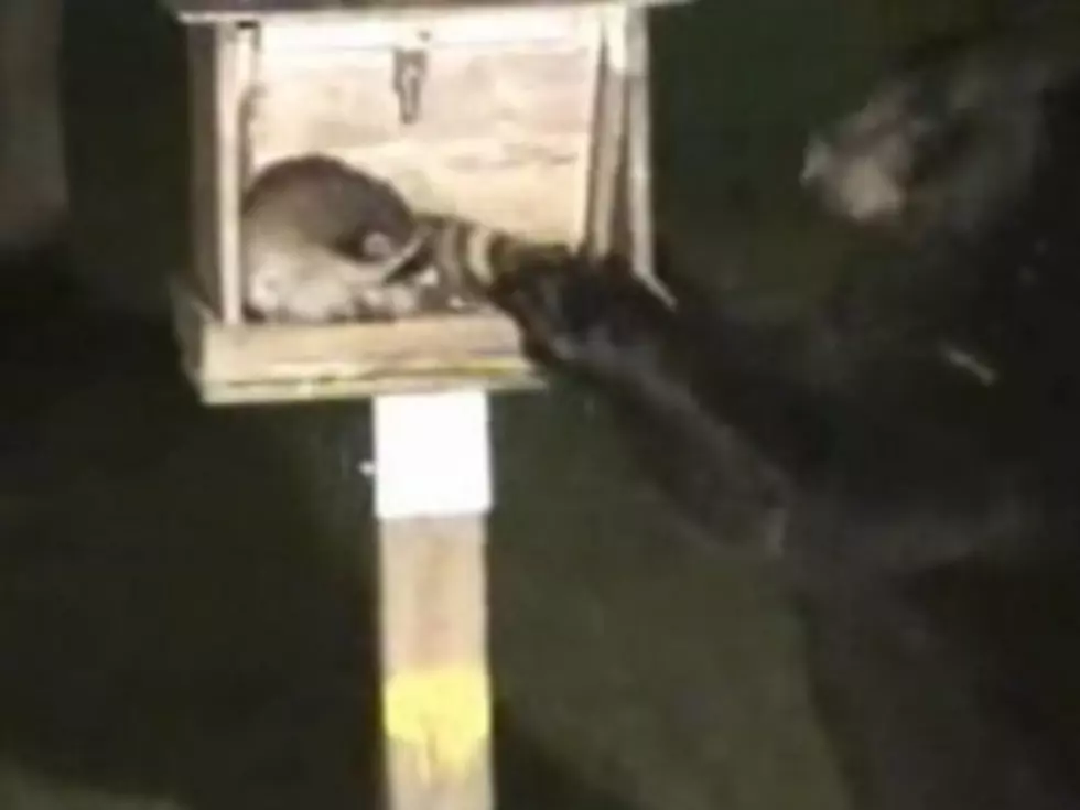 Bear Makes Raccoon Leap in Terror [VIDEO]