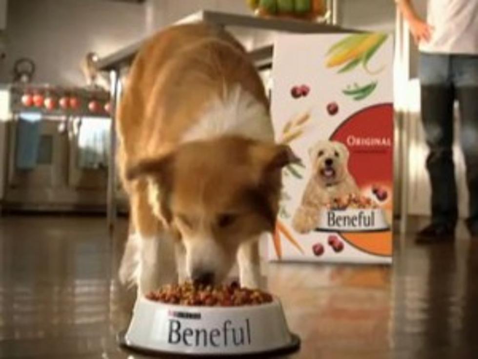 New Purina Commercial Uses High Frequency Sounds To Attract Dogs [VIDEO]