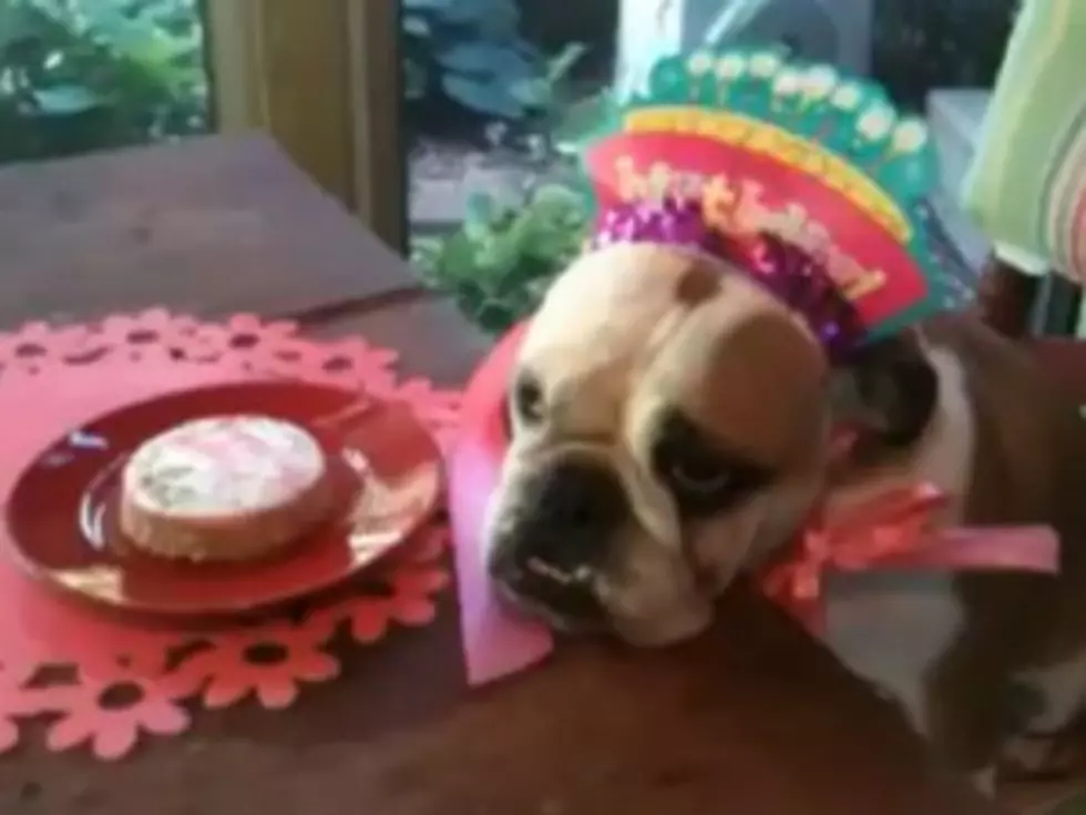 Birthday Dog is Not Having a Very Happy Birthday [VIDEO]