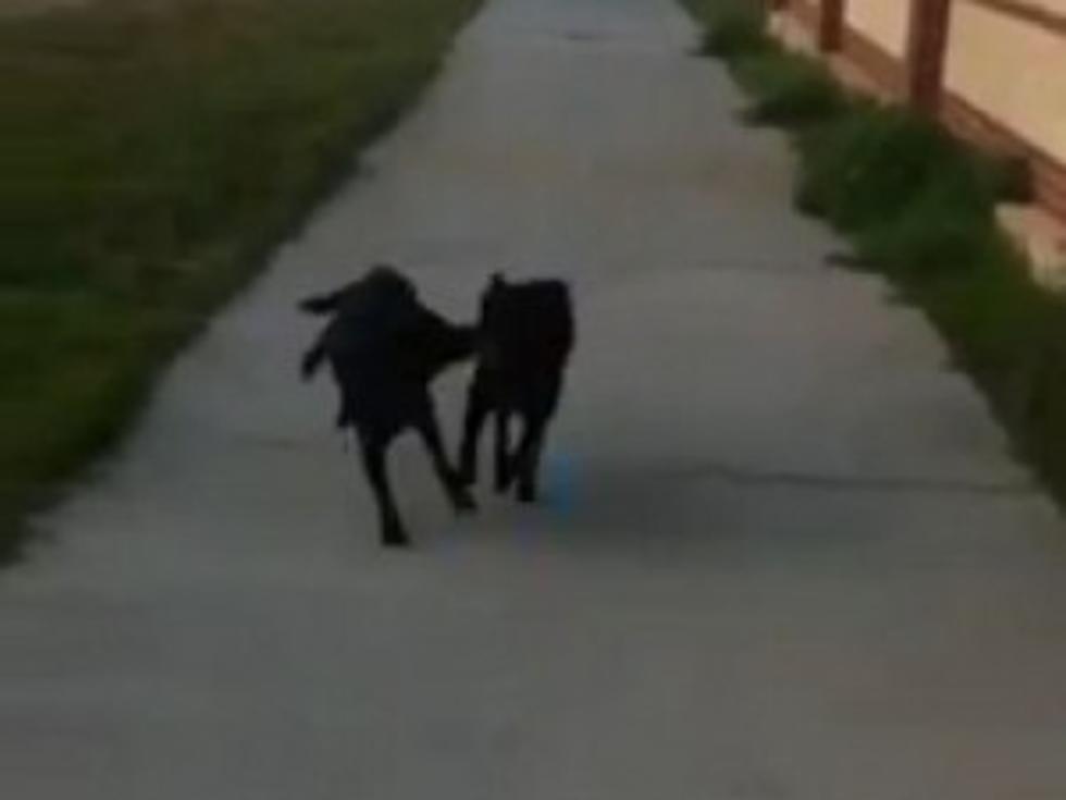 Enthusiastic Dog Fetches Deaf Dog for Owner [VIDEO]