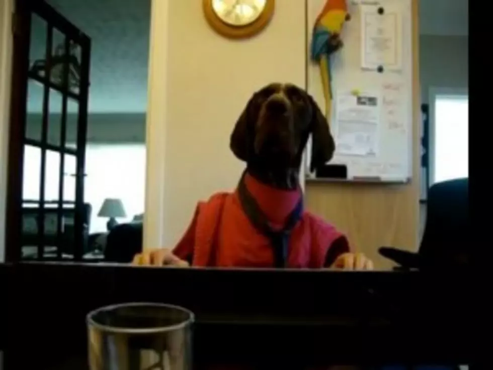 Dog Plays the Piano [VIDEO]