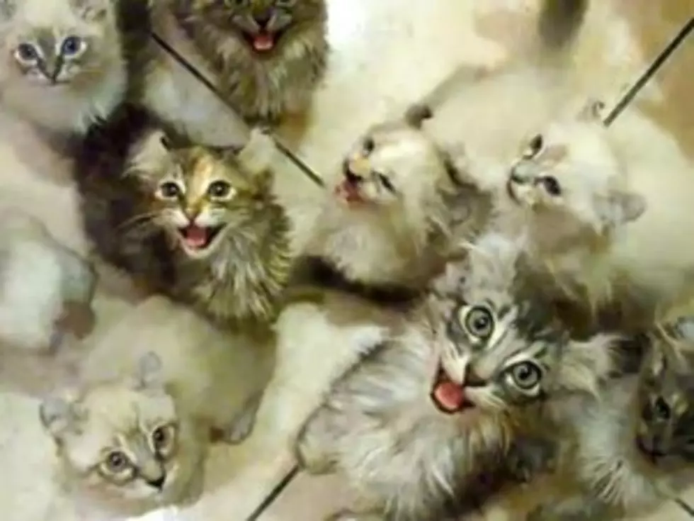 Overwhelming Number of Cats Get Real Hungry Come Feeding Time [VIDEO]