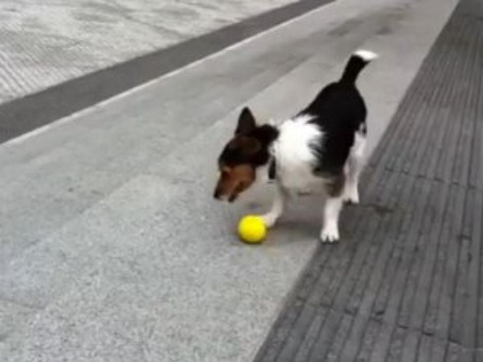 Lonely Dog Can Play Fetch With Himself [VIDEO]