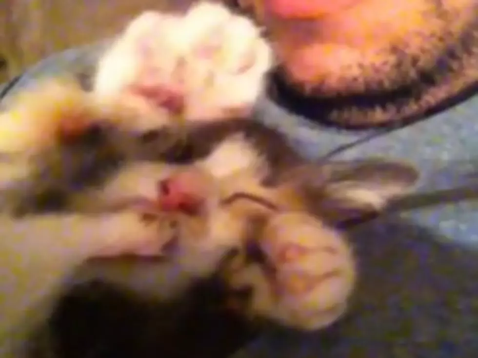 Kitten Sucks Its Toe Like a Thumb [VIDEO]