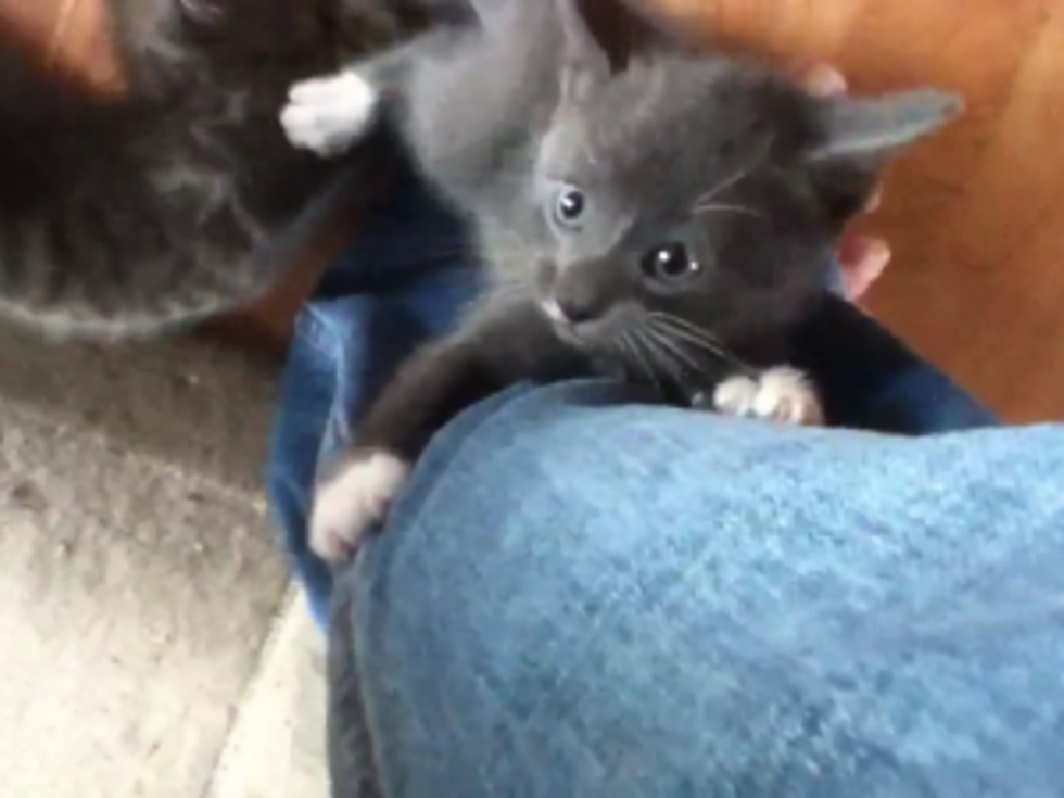Adorable Kittens Climb Human&#8217;s Leg Like a Mighty Redwood [VIDEO]