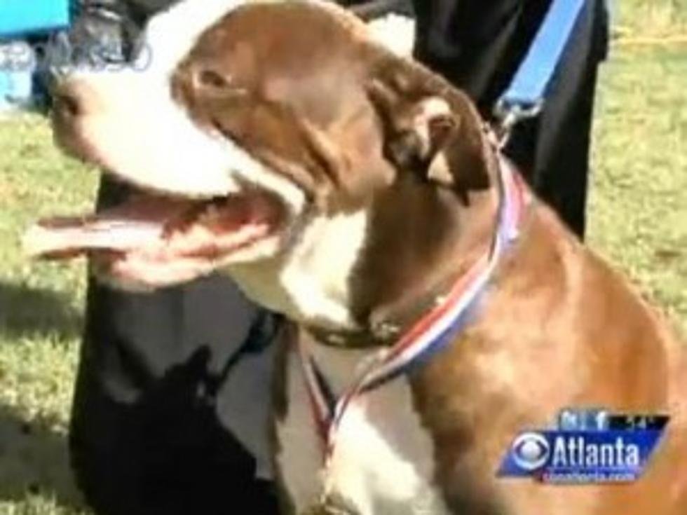 Pit Bull Wins &#8216;Neighbor of the Year&#8217; Award For Saving Owner&#8217;s Life After Aneurysm [VIDEO]