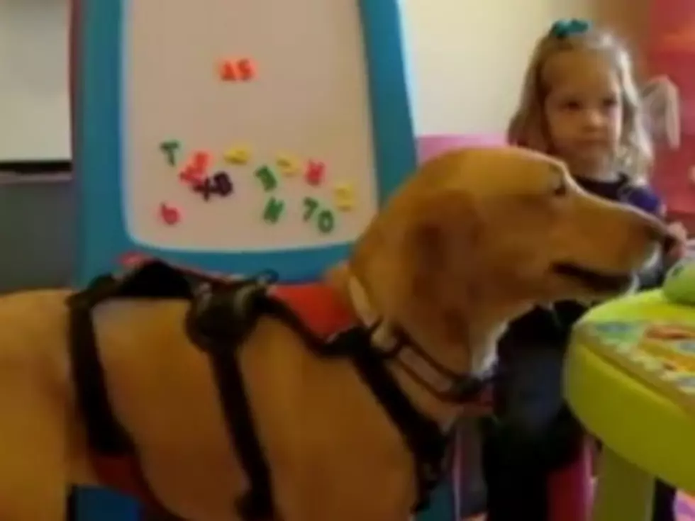 Dog Can Smell When 3-Year-Old&#8217;s Blood Sugar Is Too Low [VIDEO]