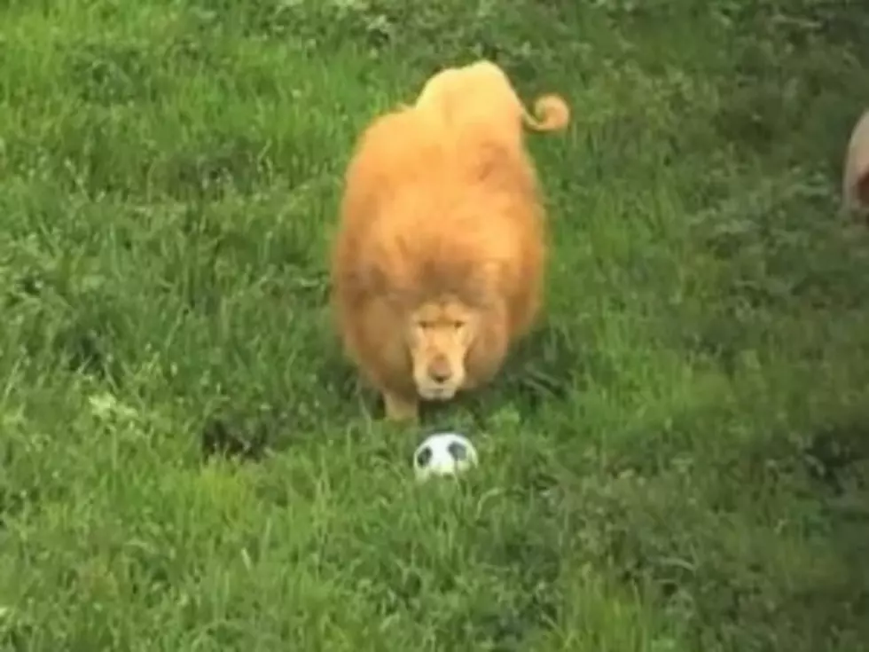 Triton the Soccer Playing Lion Is the New David Beckham [VIDEO]