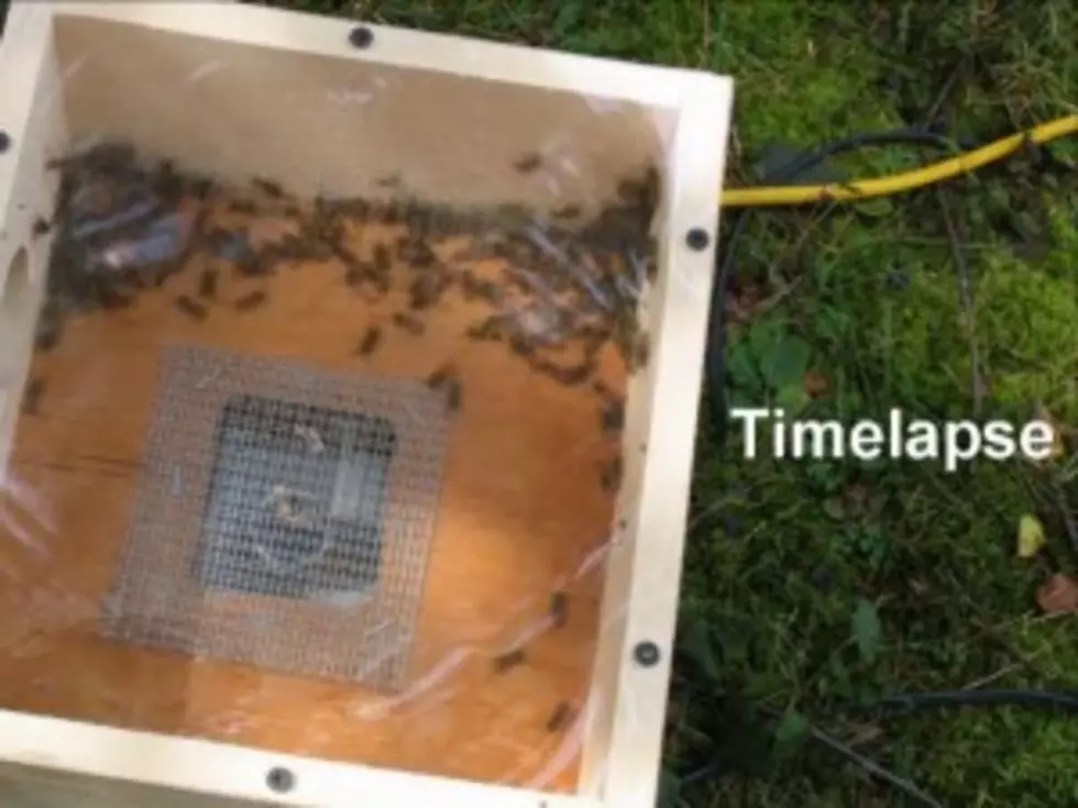 Clever Homeowner Constructs Wasp-Sucking Death Machine [Video]