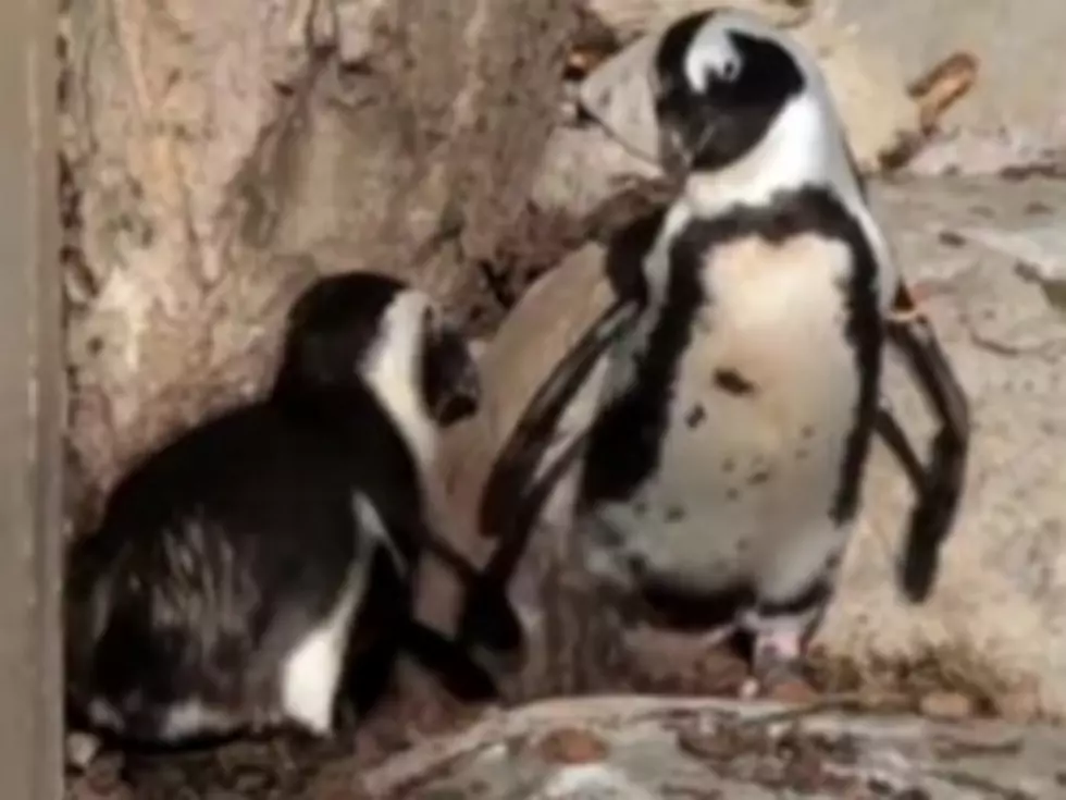 Separated Same-Sex Penguin Couple Pedro and Buddy to be Reunited in the Spring