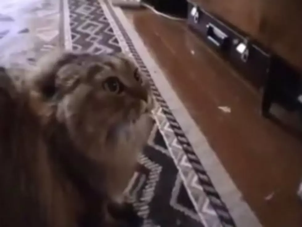&#8216;No No No&#8217; Cat Is Not a Fan of Lou Reed and Metallica Album [VIDEO]