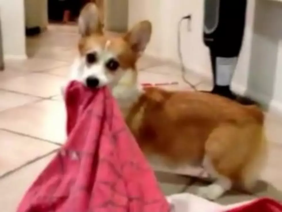 Adorable Corgi Will Not Be Separated From Security Blanket [VIDEO]
