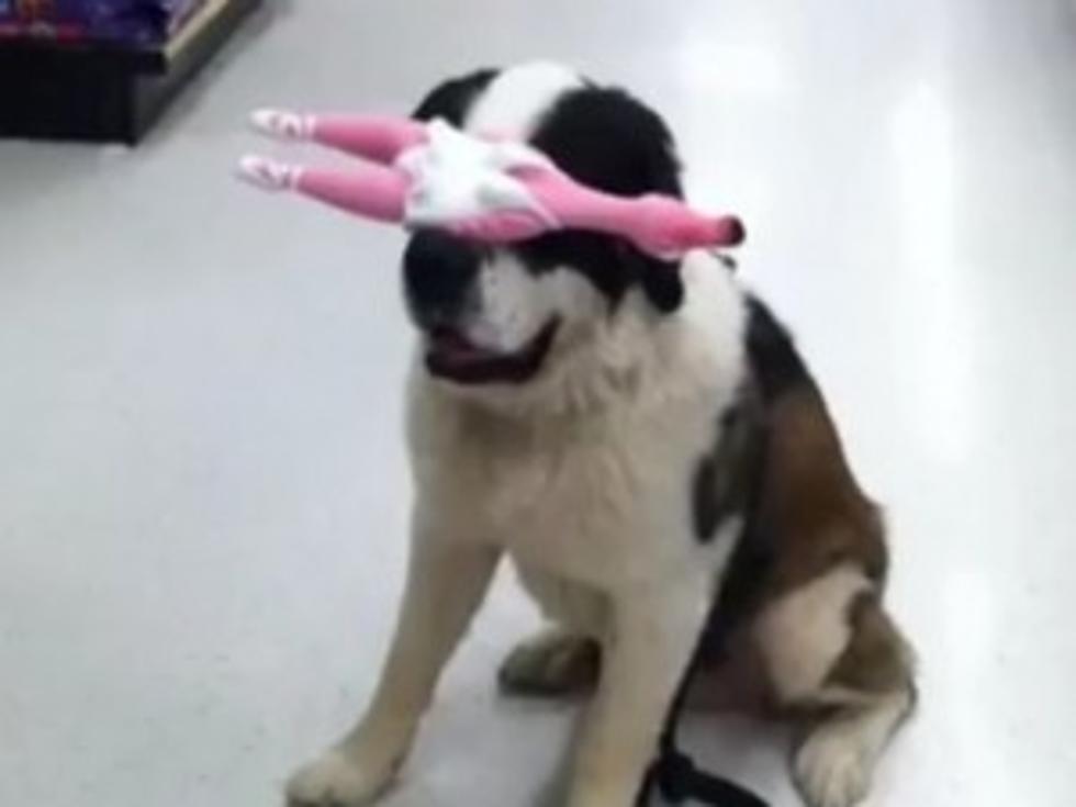 St. Bernard Is a Pro at Balancing Things on His Snout [VIDEO]