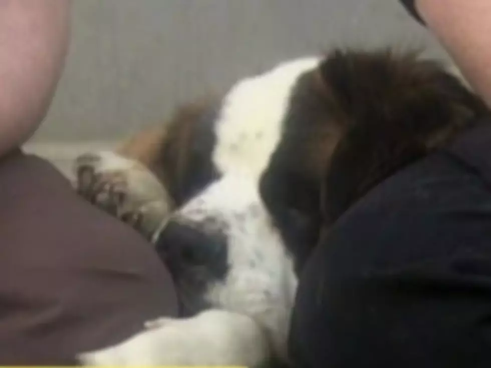 Brave Rescue Dog Saves Adoptive Family From Intruder [VIDEO]