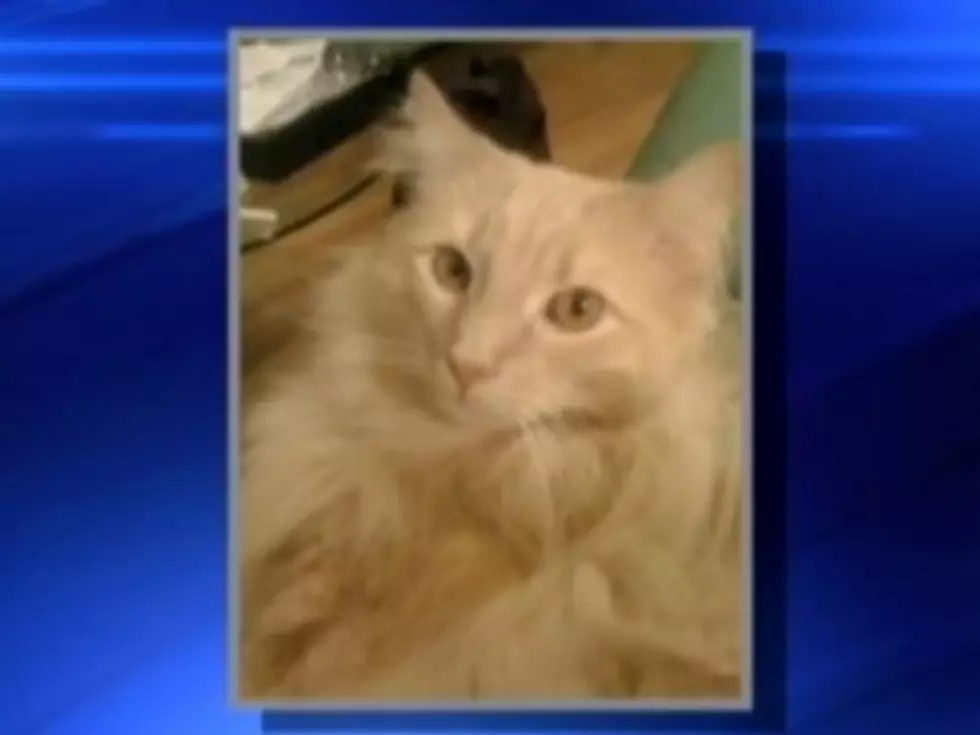 RIP Jack the Cat — Lost Kitty Found at JFK Dies [VIDEO]