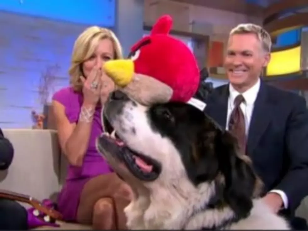Jub Jub the Dog Does His Cute Balancing Routine Live on &#8216;GMA&#8217; [VIDEO]