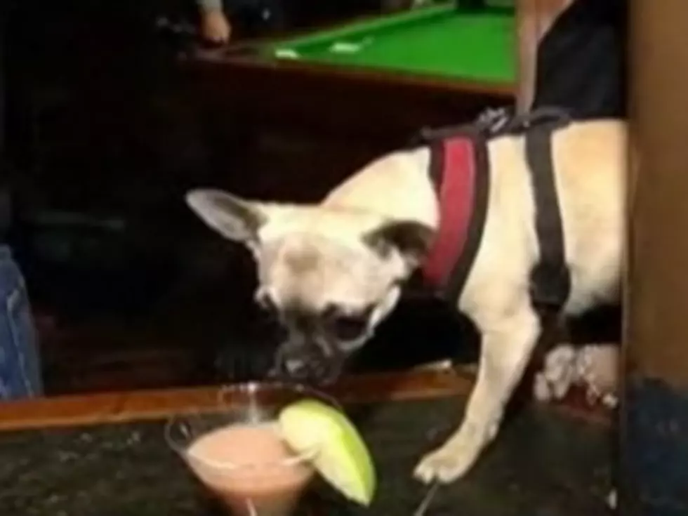 London Pub &#8216;Goes to the Dogs&#8217; by Getting Dogs Wasted [VIDEO]