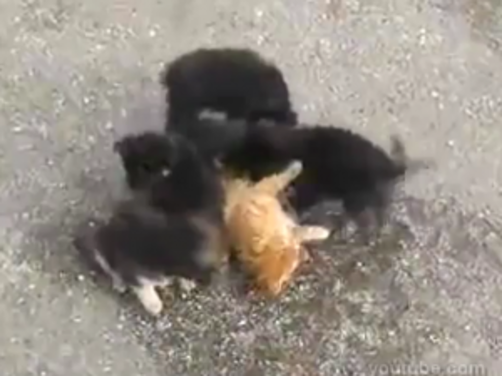 Adorable Puppies Swarm Helpless Kitty Like Zombies [VIDEO]