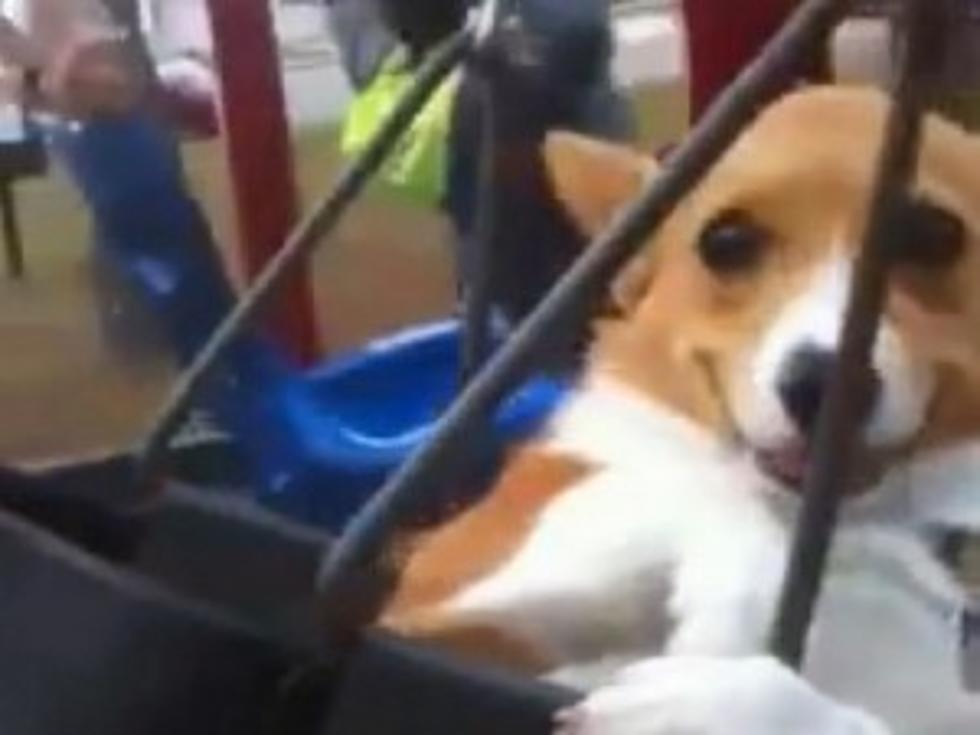 Puppy Is Happy Just A Swingin [VIDEO]