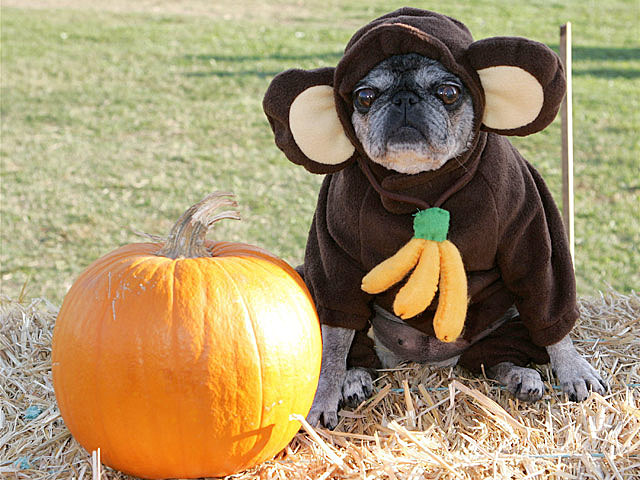 Monkey Dog Loves Pumpkins