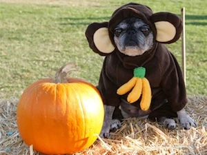 monkey dog pet costume thanksgiving facebook pictures