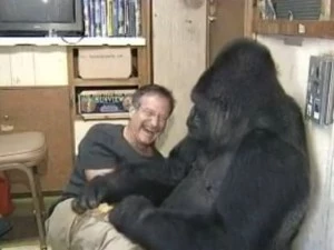 Did Koko The Gorilla Die 2012