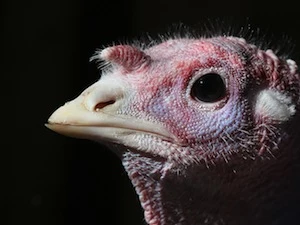 turkey thanksgiving gobble