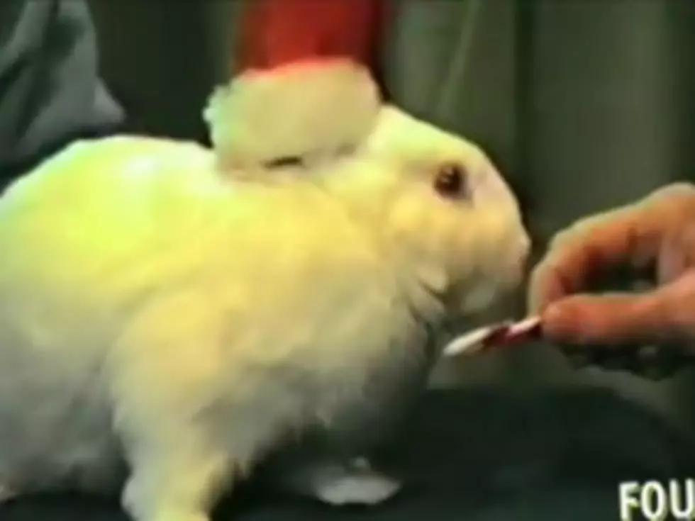 B.B. the Christmas Bunny Decorates a Tree in the Weirdest Video You&#8217;ll See All Day