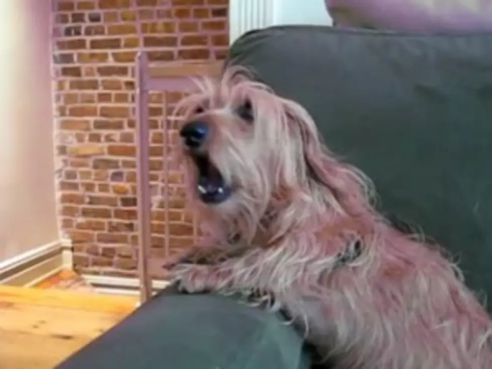 Lola the Dog Has the Cutest Speaking Voice [VIDEO]