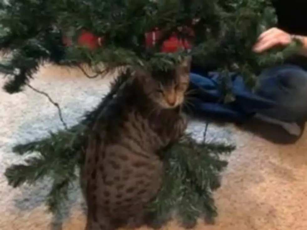 Oskar the Blind Cat Setting Up a Christmas Tree Is a Holiday Miracle [VIDEO]