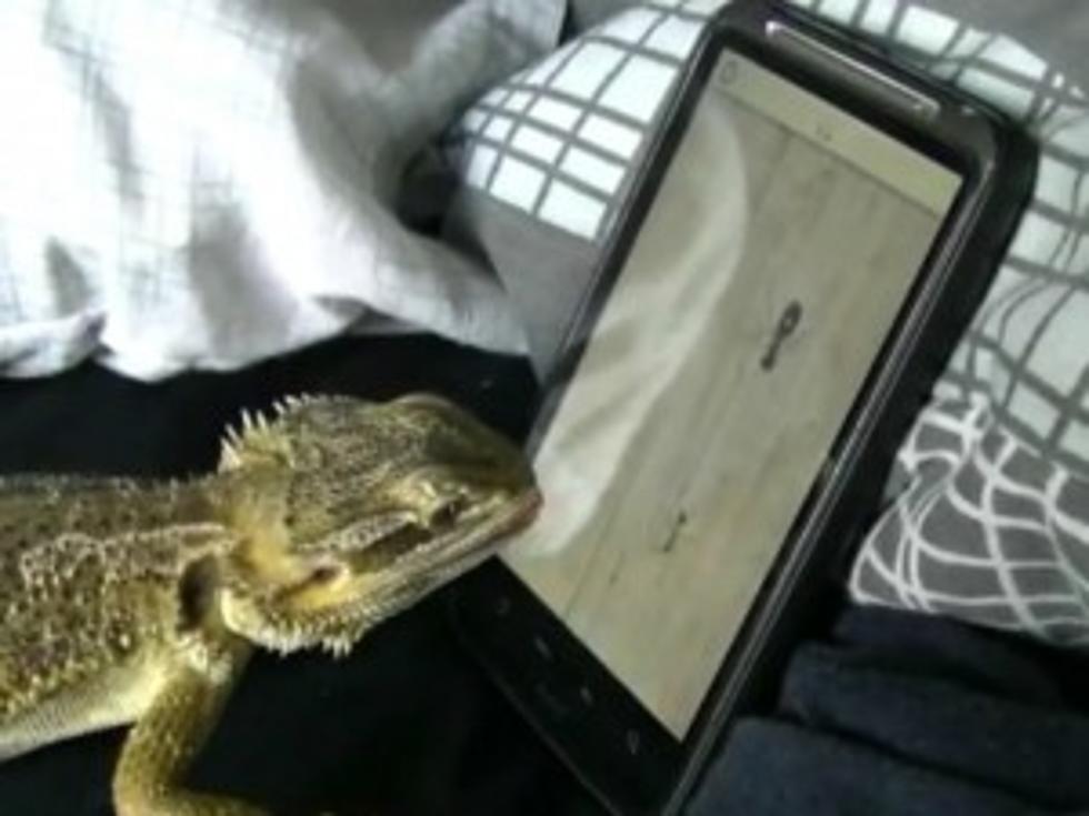 Pet Bearded Dragon Is Really Good at Playing &#8216;Ant Crusher&#8217; [VIDEO]