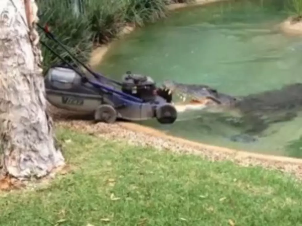 Yikes! Elvis the Crocodile Steals Lawnmower From Terrified Park Keeper [VIDEO]
