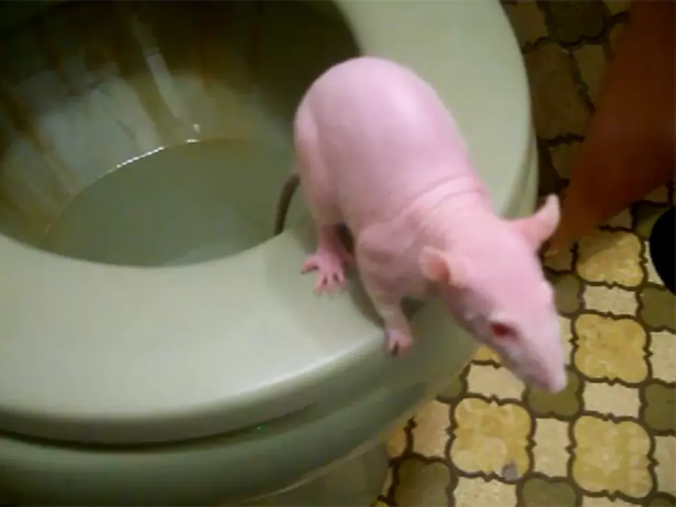 Hairless Rat Being Potty Trained Is the Best (and Worst) Thing You&#8217;ll See All Day [NSFW VIDEO]