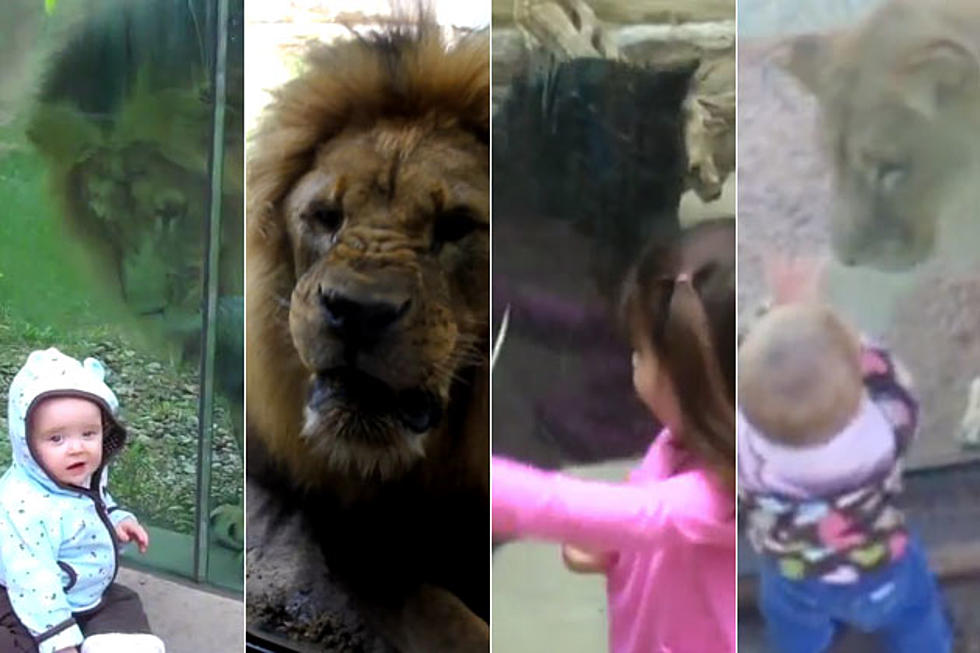 10 Kids About to Be Devoured By Zoo Animals [VIDEOS]