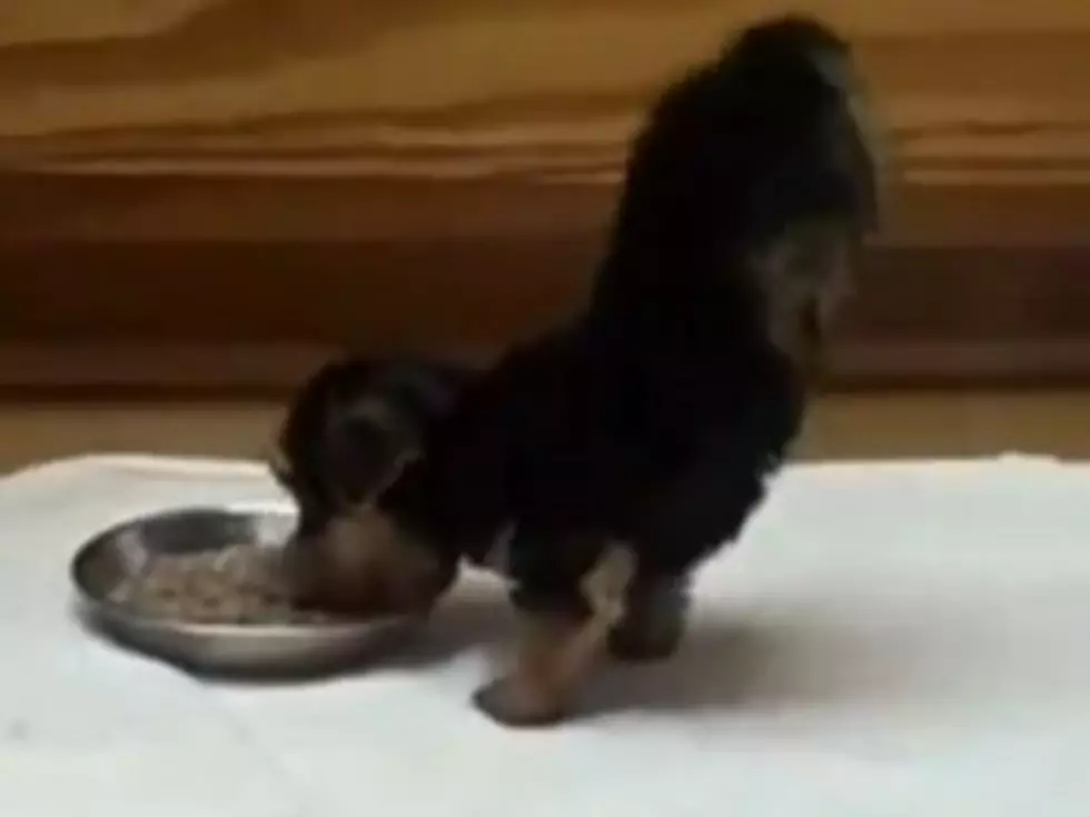 Puppy Has Adorably Strange Eating Habit [VIDEO]