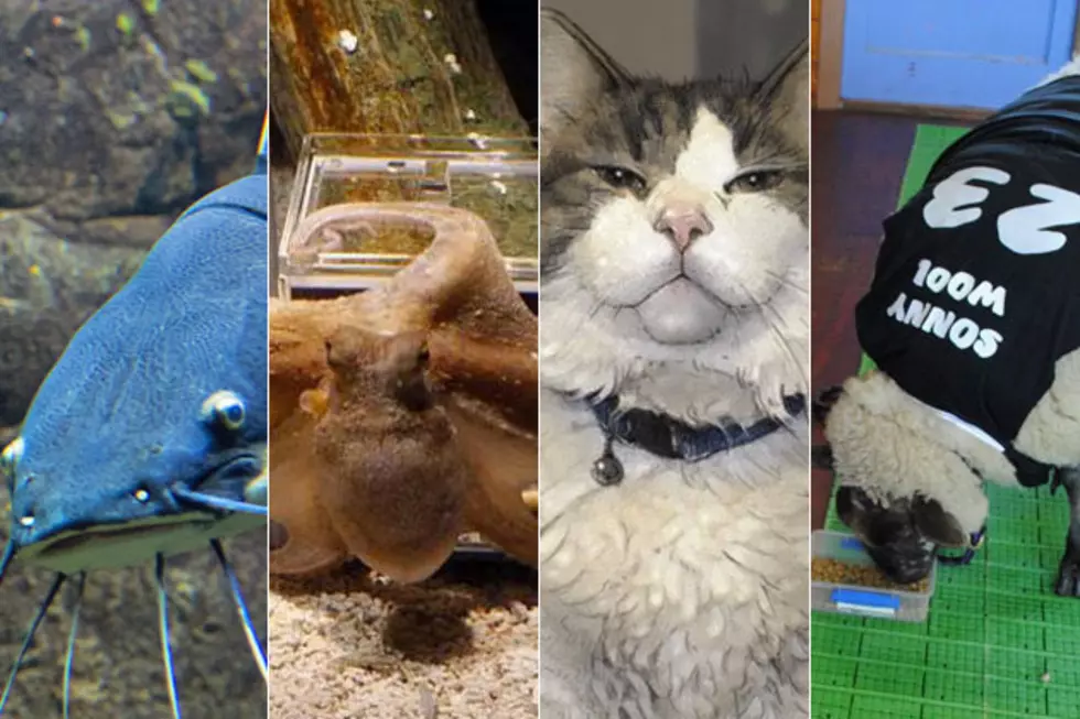 7 Animals Besides Groundhogs That Can Predict the Future [PHOTOS]