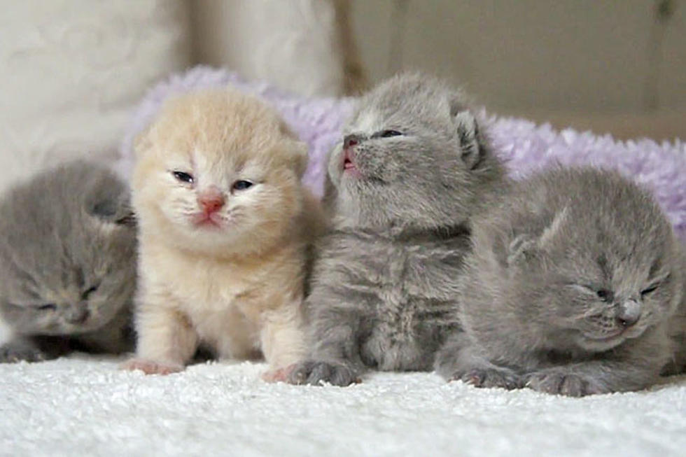 Cute Kittens Want You to Vote for Hunter Hayes as 2012 ACM Awards New Artist of the Year