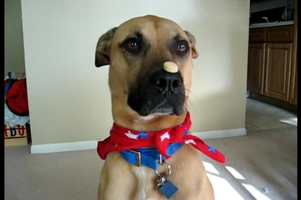 Jacks Shamless Pet Video: Cute Dogs Who Will Do Anything for Treats