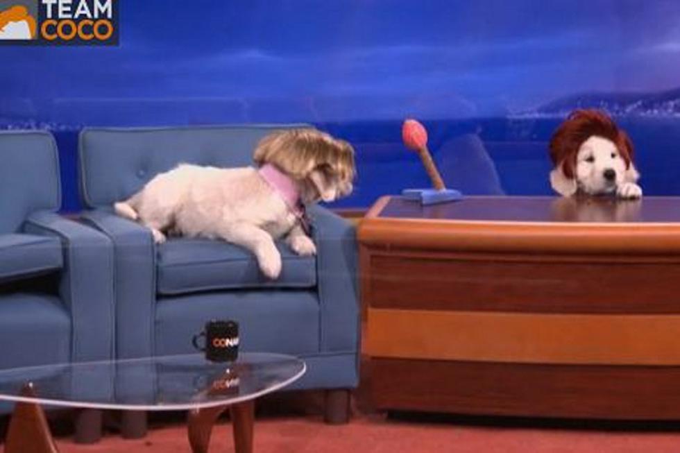 Is &#8216;Puppy Conan&#8217; the Next Late Night Sensation?